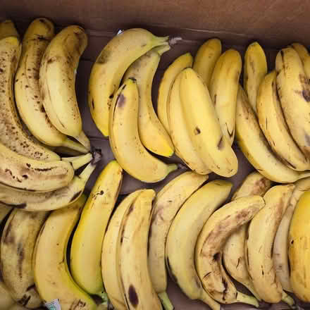 Photo of free Bananas (Chiquita Av MtnVw) #2