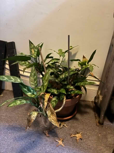 Photo of free plants need better home (Sunset park) #2