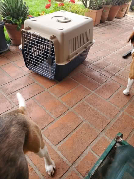 Photo of free 2 x Dog Carrier Airline Approved (Cranebrook NSW) #3