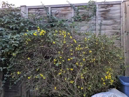 Photo of free Winter jasmine (Twickenham TW2) #1