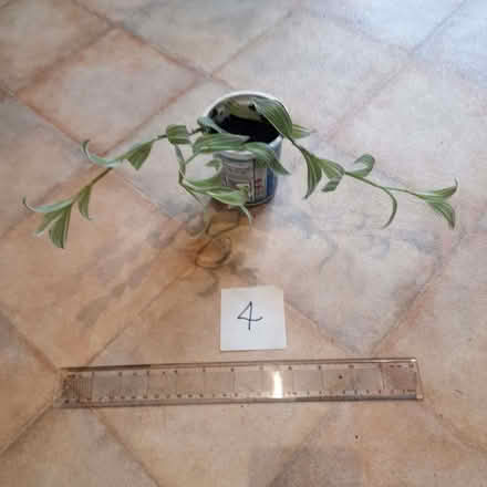 Photo of free Assorted houseplants (Roseburn EH12) #4