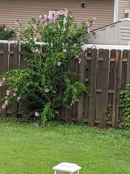Photo of free Rose Of Sharon bushes (Belford, N.J.) #4