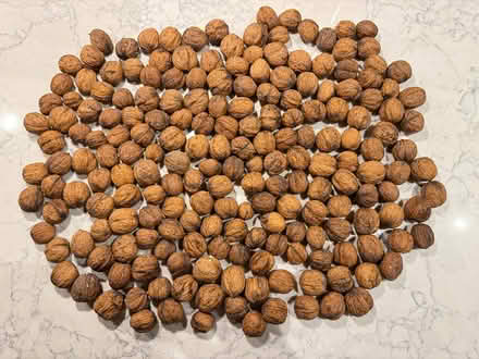 Photo of free Organic walnuts (in the shell) (Rowlands Castle) #1
