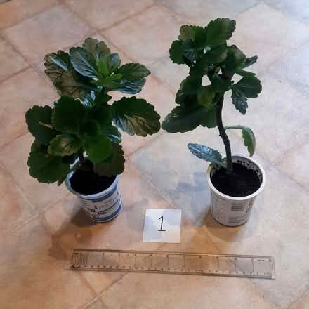 Photo of free Assorted houseplants (Roseburn EH12) #1