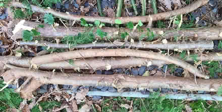 Photo of free Tree logs (Oswestry SY10) #1