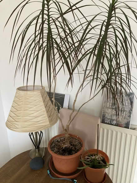 Photo of free Indoor pot plant (Dragon plant - I think!) (Brentwood CM15) #1