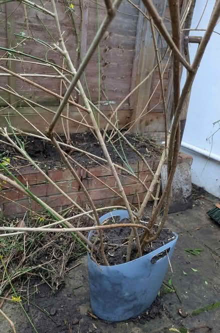 Photo of free Winter jasmine (Twickenham TW2) #3