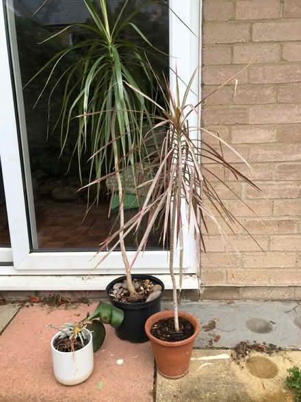 Photo of free House plants (Littlemore OX4) #1