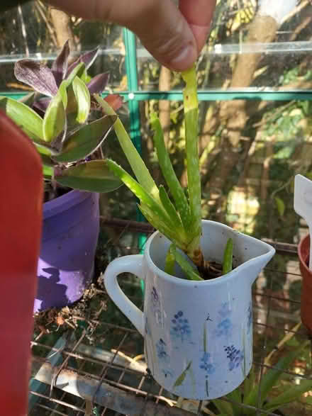 Photo of free Aloe Vera (Roseacre ME15) #1