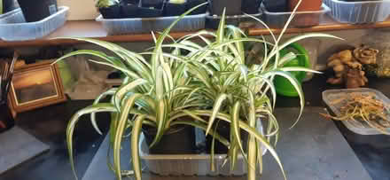 Photo of free Spider Plants (St Anne's on the Sea FY8) #1