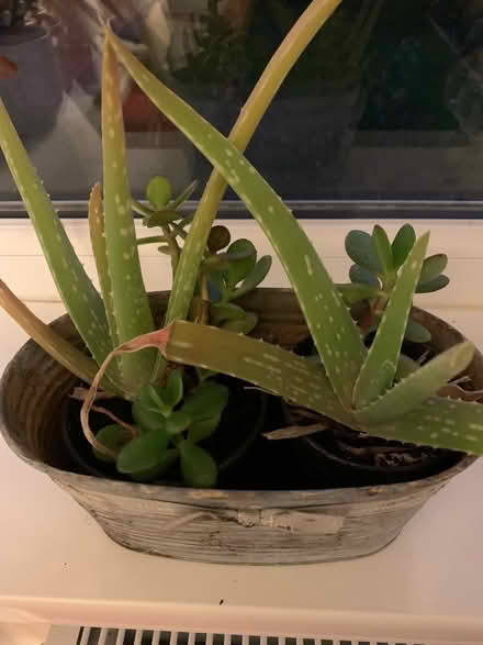 Photo of free Aloe Vera/moneyplant (B42 Great Barr) #1
