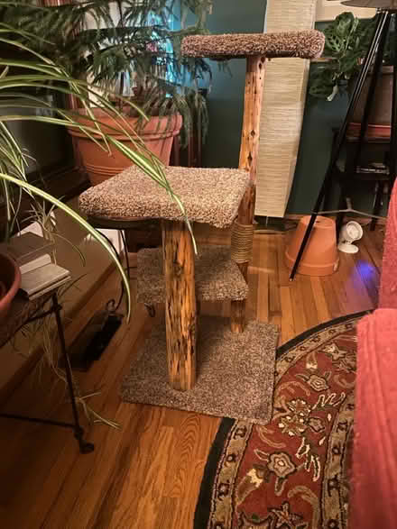 Photo of free Cat supplies (NE Seattle) #1