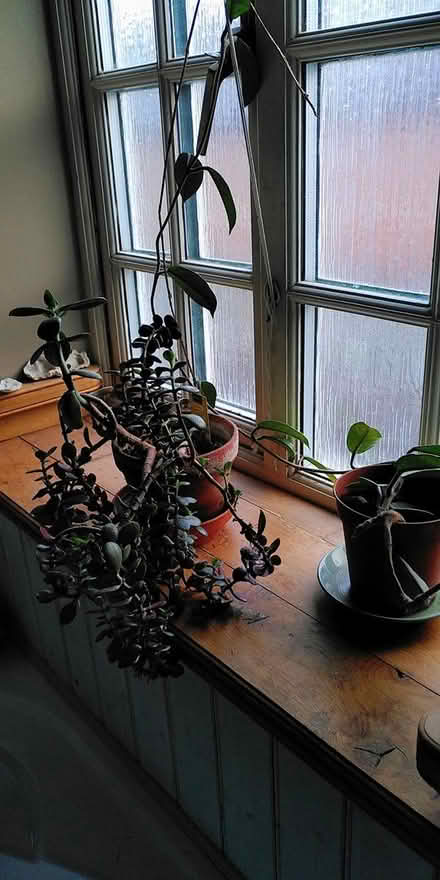 Photo of free Money plant and Hoya (New Street, Ludlow) #1
