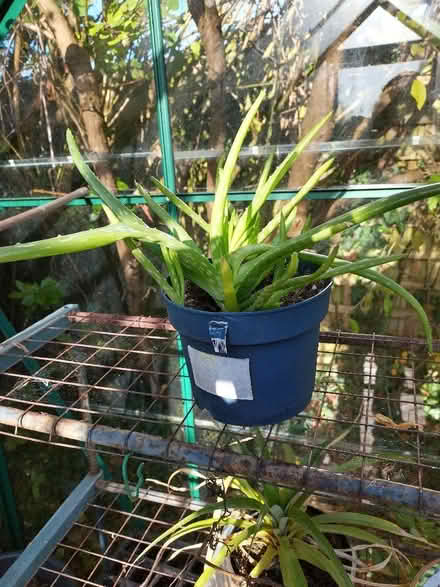 Photo of free Potted Aloe Vera Plant with babies (Roseacre ME15) #1