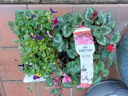 Photo of free Cyclamen and Violas (New Marston OX3) #1