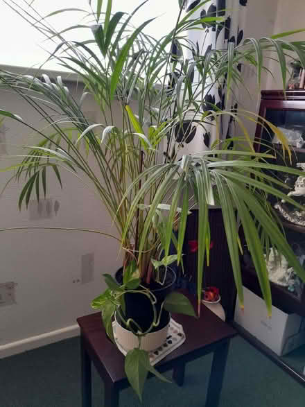 Photo of free Large parlour palm SN3 (Liden SN3) #1