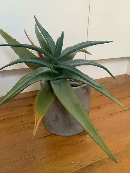 Photo of free Cactus (South Kilburn) #1