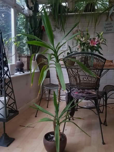 Photo of free Yukka plant (Orpington BR5) #1