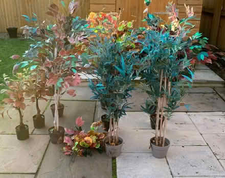 Photo of free 10 Artificial Plants (Southport PR9) #2