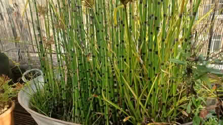 Photo of free Mixed aquatic plants (Paddington W2) #1