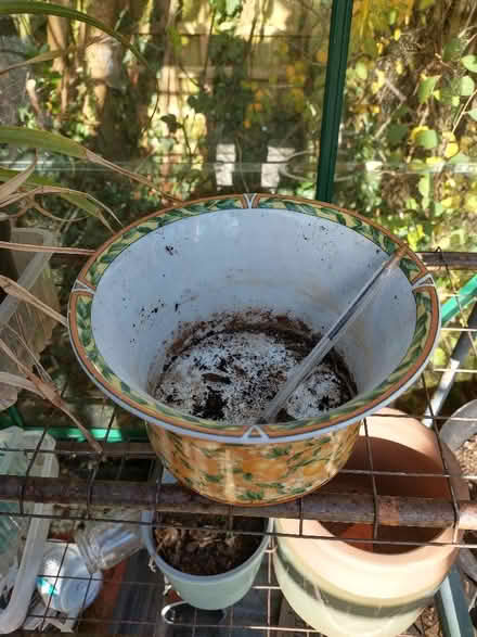 Photo of free Indoor plant pots (Roseacre ME15) #3