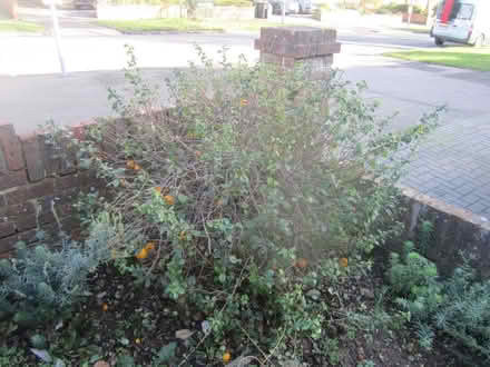 Photo of free Quinces (Portslade) #1