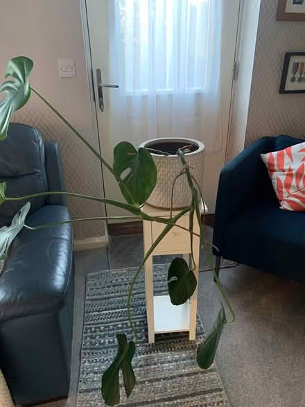 Photo of free Plant and stand / monstera (Coventry CV6) #1