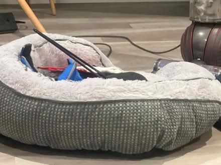 Photo of free Almost new dog, harness and leash (Homestead and Hollenbeck) #1