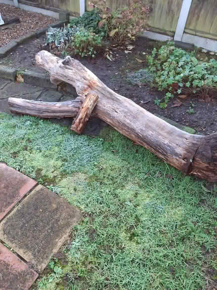 Photo of free Dry Apple Tree Logs (Pakefield) #1