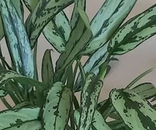 Photo of aglaonema cutlass (Jamaica) #1