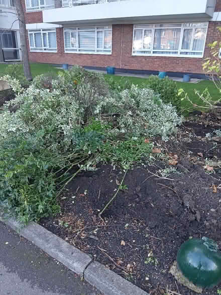 Photo of free Many Beautiful Healthy Plants (N3) #1