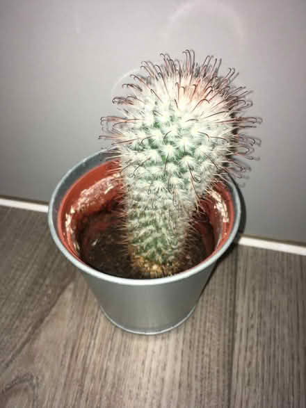 Photo of free Cactus (Greenwich MV, SE10) #1