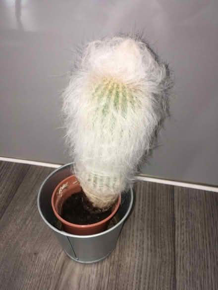 Photo of free Cactus (Greenwich MV, SE10) #1
