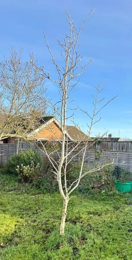 Photo of free 7ft Magnolia Tree - RG4 (Sonning Common RG4) #1