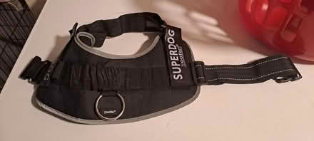 Photo of free Dog harness (St.leonards on Sea TN37) #1