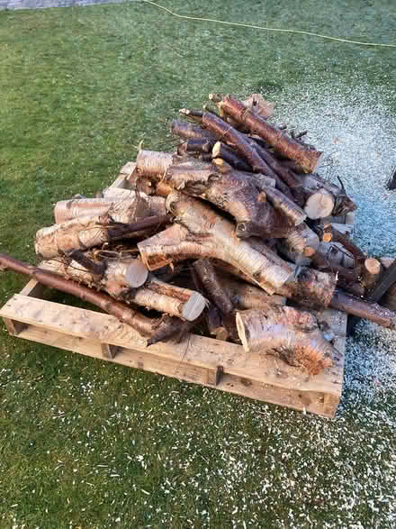 Photo of free Firewood (Bishopbriggs) #2