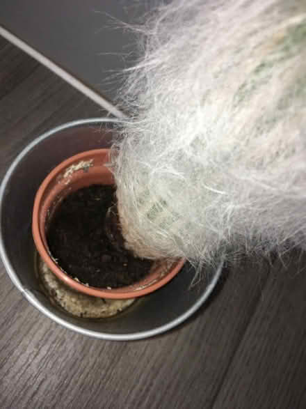 Photo of free Cactus (Greenwich MV, SE10) #2