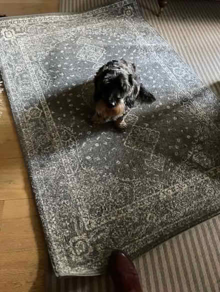 Photo of free woolen rug (Fordcombe TN3) #2