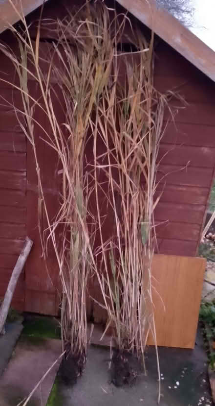 Photo of free Perennial ornamental grass (Dearnley OL15) #1