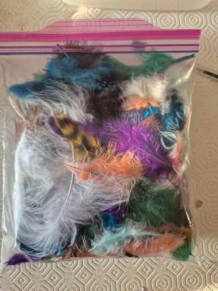 Photo of free Feathers (Coombe KT3) #1