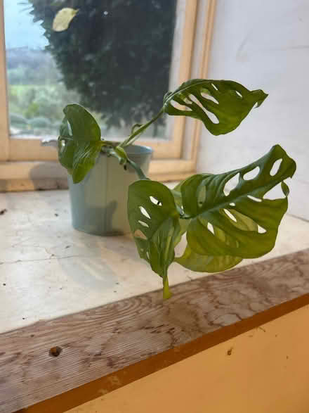 Photo of free Another poor plant in need of tlc (South Woodchester GL5) #1