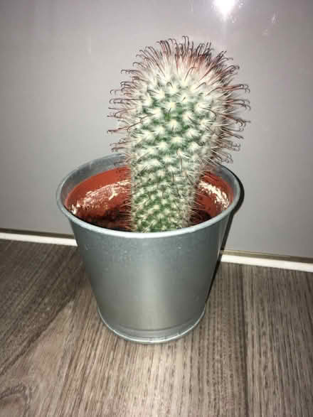 Photo of free Cactus (Greenwich MV, SE10) #2