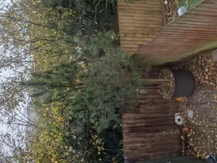 Photo of free Evergreen Tree (Dawlish EX7) #1