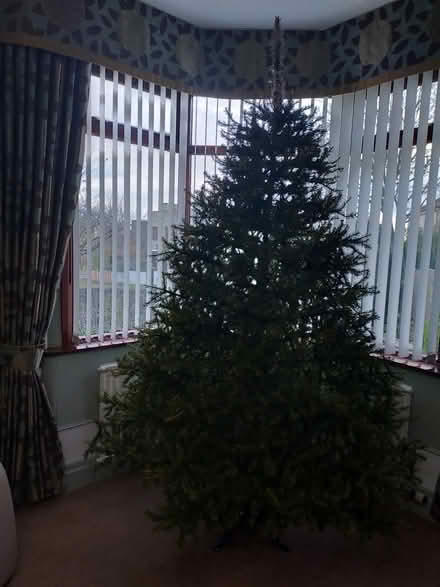Photo of free Large 8ft Used Christmas Tree (Flanshaw WF2) #1