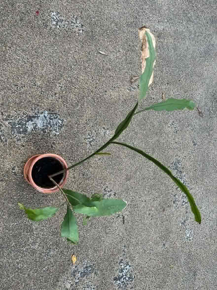 Photo of free Queen of the Night (Highbury N1) #1