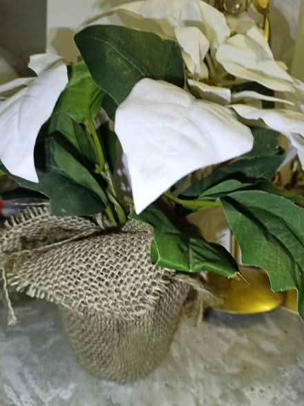 Photo of free Used decorations, water bottle (Croydon) #4