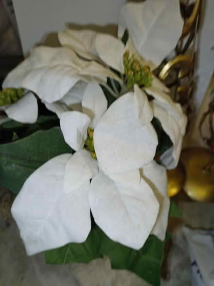 Photo of free Used decorations, water bottle (Croydon) #3