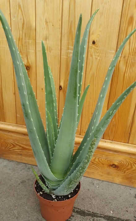 Photo of Large aloe vera plants (Erith DA17) #2