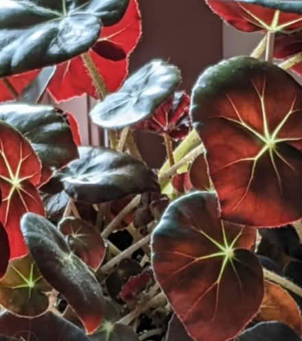 Photo of Plant, beef steak begonia (Jamaica) #1