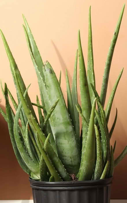Photo of Large aloe vera plants (Erith DA17) #1